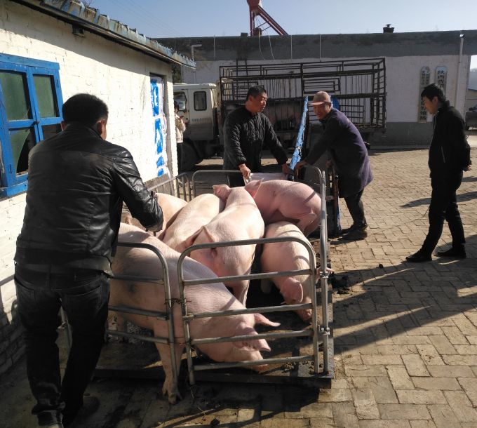子长县宋家坪光军种养殖专业合作社出售生猪。